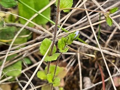 Veronica ceratocarpa