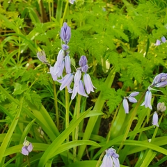 Hyacinthoides