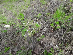 Veronica ceratocarpa