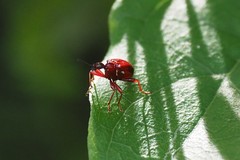 Paratrachelophorus nodicornis