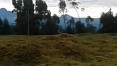 Vanellus resplendens