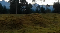 Vanellus resplendens