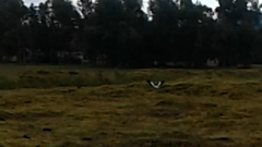 Vanellus resplendens