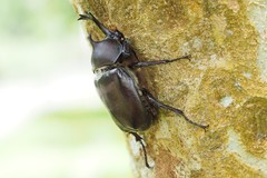 Trypoxylus dichotomus tsunobosonis