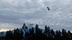 Vanellus resplendens