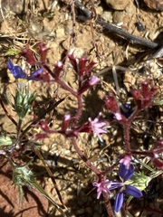 Chorizanthe fimbriata