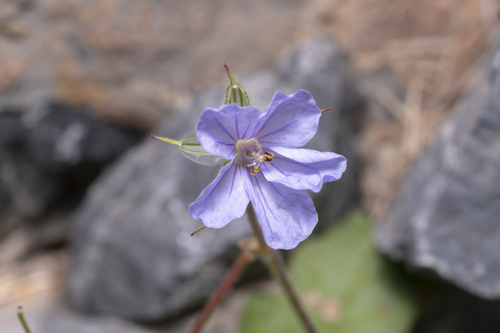 Iranian stork's bill (Erodium gruinum)