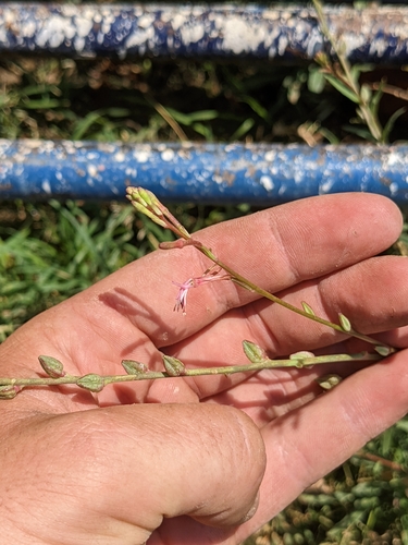Image of Oenothera hexandra by (c) Connor McInerney, some rights reserved (CC BY)