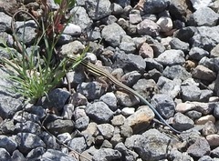 Aspidoscelis uniparens