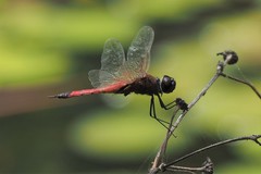 Tramea transmarina euryale