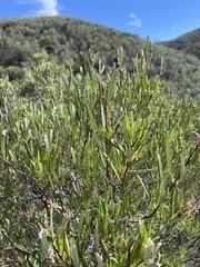 Ornithostaphylos oppositifolia