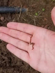 Lumbricus terrestris