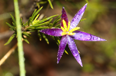 Calectasia intermedia