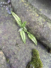 Asplenium trichomanes