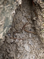 Lumbricus terrestris