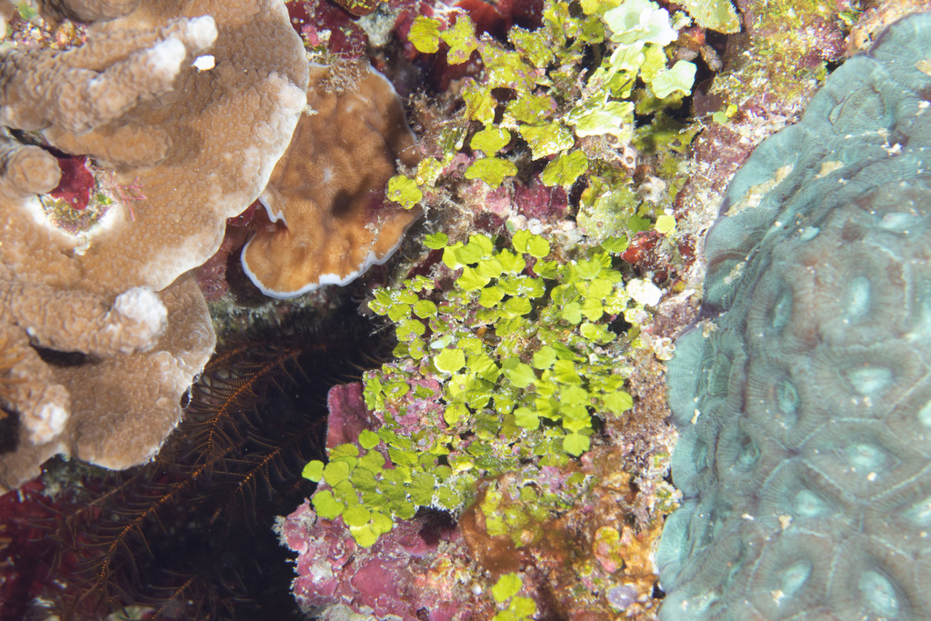 Halimeda hederacea