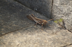 Schistocerca flavofasciata