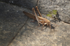 Schistocerca flavofasciata