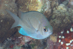 Chromis alpha