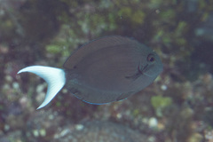 Acanthurus thompsoni