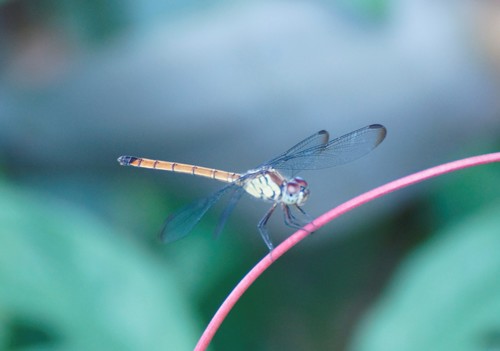 Asian Blood Tail photo 5