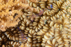 Ancylomenes sarasvati