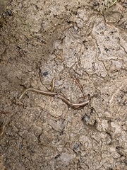 Lumbricus terrestris