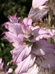 Salvia sclarea