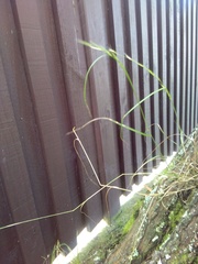 Microlaena stipoides