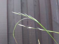 Microlaena stipoides