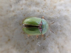 Cassida denticollis