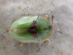 Cassida denticollis