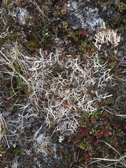 Thamnolia vermicularis