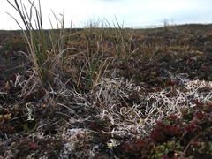 Thamnolia vermicularis