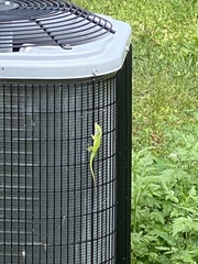 Anolis carolinensis