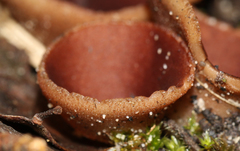 Nothojafnea cryptotricha