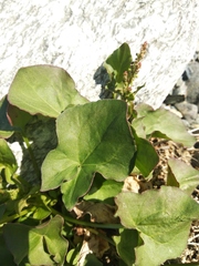 Oxyria digyna