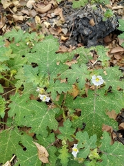 Solanum campechiense