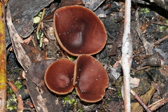 Nothojafnea cryptotricha