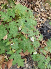 Solanum campechiense