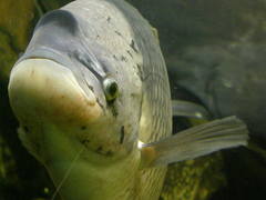 Osphronemus goramy
