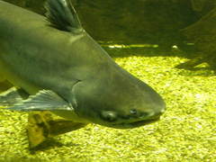 Pangasius sanitwongsei