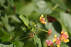 Miltomiges cinnamomea