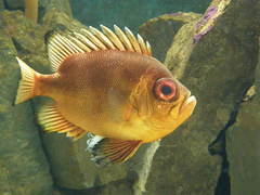 Priacanthidae