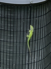 Anolis carolinensis