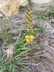 Bulbine cepacea