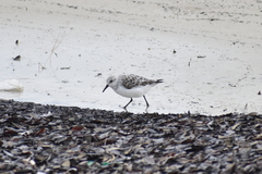 Calidris alba