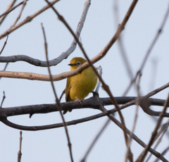 Zosterops anderssoni