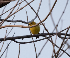 Zosterops anderssoni