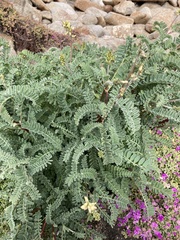 Astragalus nuttallii nuttallii